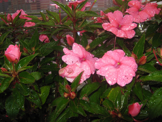 Canon PowerShot A480