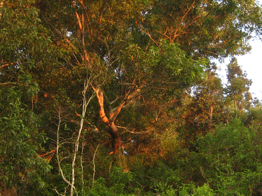 Canon PowerShot SD600