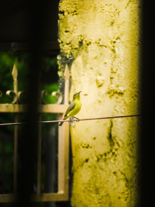 Canon PowerShot SX100 IS