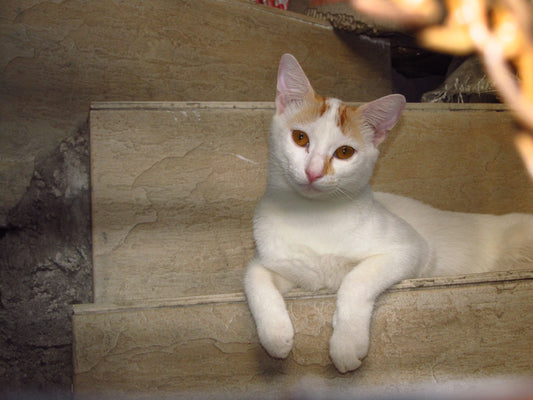 Canon PowerShot SX130 IS