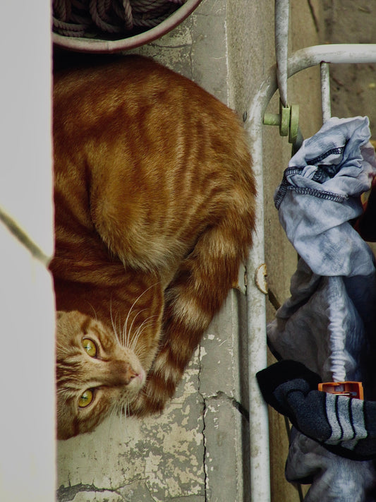 Canon PowerShot SX200 IS