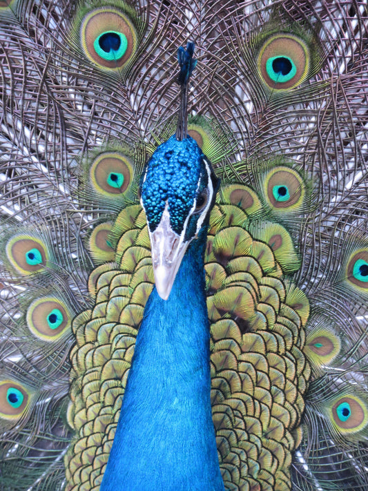 Canon PowerShot SX275 HS