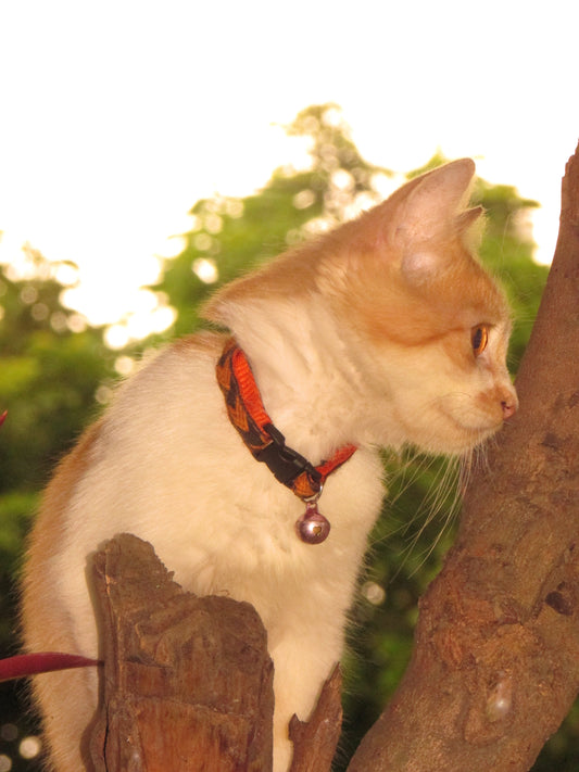 Canon PowerShot SX400 IS