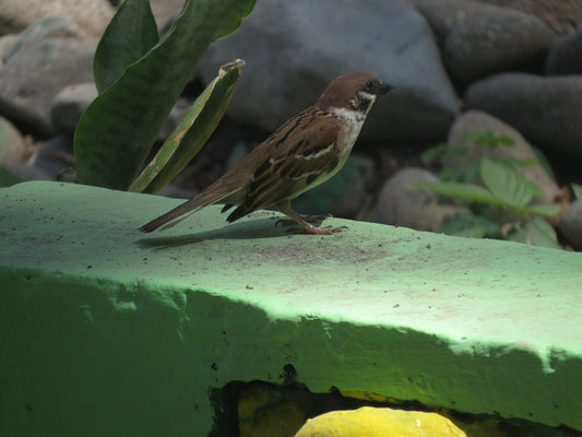 Canon PowerShot SX50 HS