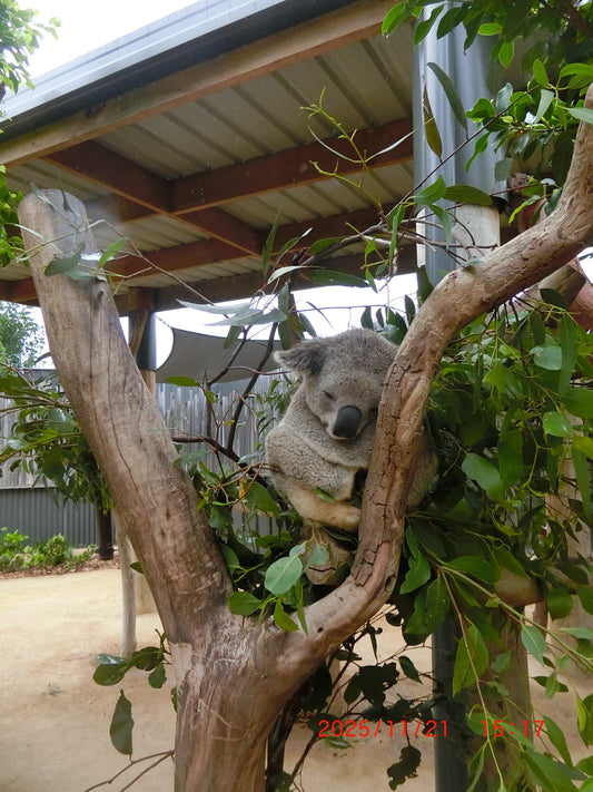 Casio Exilim EX-ZR3000