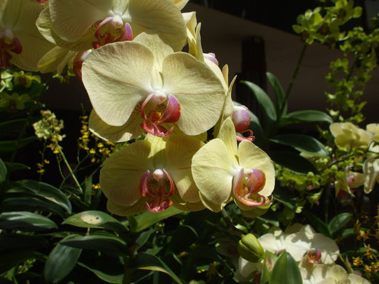 Fujifilm Finepix A800