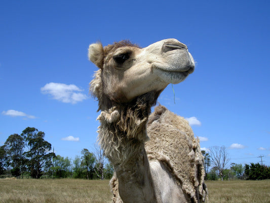 Konica Minolta DiMage G600