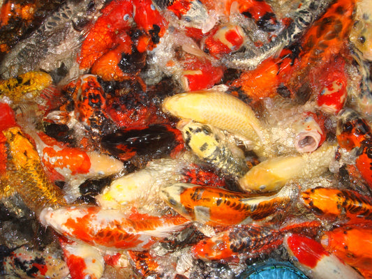 Sony CyberShot DSC-G1