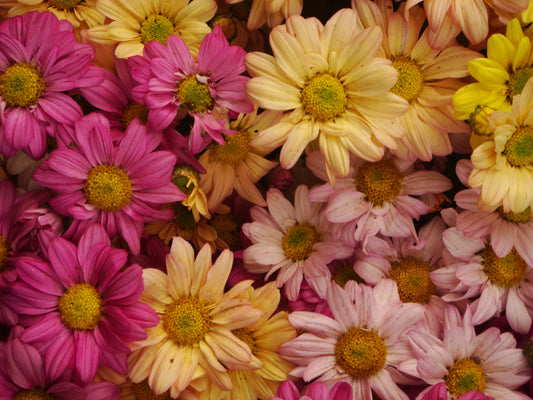 Sony CyberShot DSC-T100