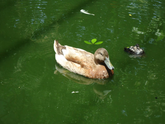 Sony CyberShot DSC-W550