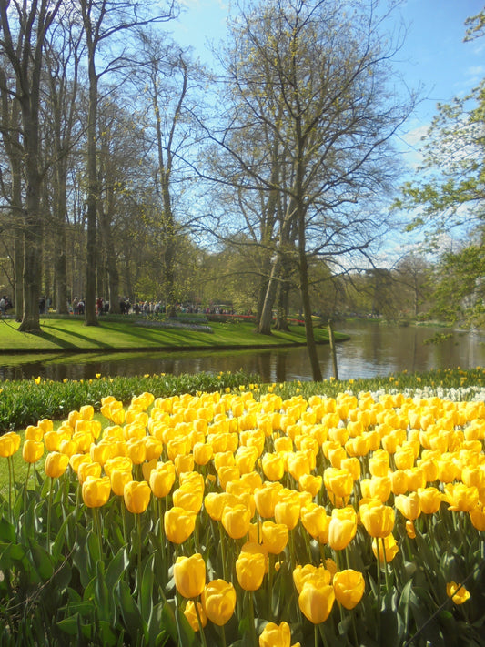 Sony CyberShot DSC-W810