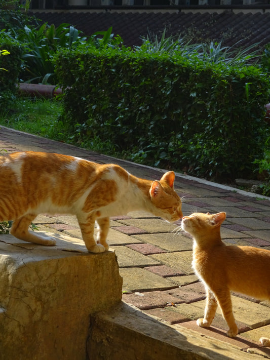 Sony CyberShot DSC-WX350