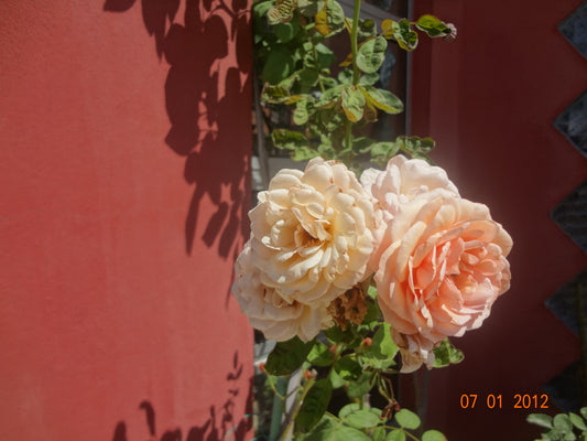 Sony CyberShot DSC-WX50